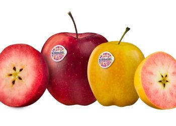 Kissabel® Is Back In The Northern Hemisphere, With A Focus On The Consumer