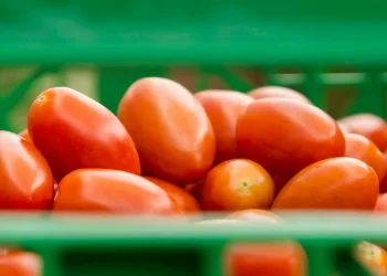 Source Cultivate Now Offers Pre-Season Simulations