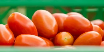 Source Cultivate Now Offers Pre-Season Simulations