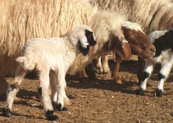 Shearwell Data – Celebrating more than 30 years