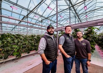 Great Lakes Greenhouses Enhances Cucumber Production with Philips GreenPower LED toplighting and GrowWise Control Systems