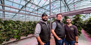 Great Lakes Greenhouses Enhances Cucumber Production with Philips GreenPower LED toplighting and GrowWise Control Systems