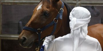 The Abu Dhabi International Hunting and Equestrian Exhibition 2024 is set to feature the largest auction of purebred Arabian camels
