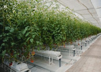 Hyma Plastic appointed exclusive manufacturer of award-winning SecondSky Greenhouse product – in Egypt