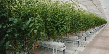 Hyma Plastic appointed exclusive manufacturer of award-winning SecondSky Greenhouse product – in Egypt