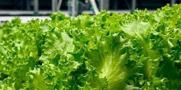 Greeneration Expands Operations with New Vertical Farm in Dubai