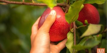 European apples remain a firm favourite with Middle Eastern consumers