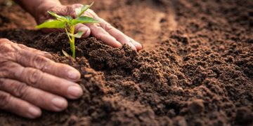 Symrise implements regenerative agriculture projects to support sustainable goals’ achievements