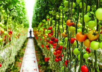 Bayer, Orbia Netafim expand collaboration to advance digital farming technology