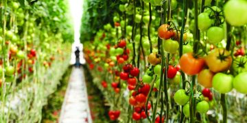 Bayer, Orbia Netafim expand collaboration to advance digital farming technology