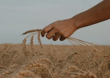 Eurasco: Leading the Future of Agricultural Trade Shows Across Europe