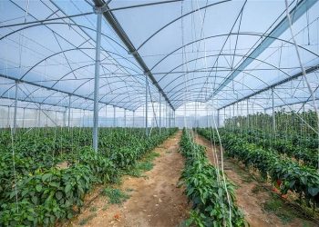 Sabic Teams Up With Iyris And Napco To Create High-Tech Durable Greenhouse Roofing Solution Using Trucircle™ Polyethylene For Saudi Food Production Initiative