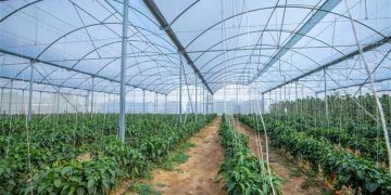Sabic Teams Up With Iyris And Napco To Create High-Tech Durable Greenhouse Roofing Solution Using Trucircle™ Polyethylene For Saudi Food Production Initiative