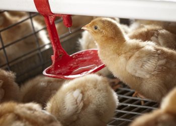 Tecno Prepares for Growth and Development with New Ownership