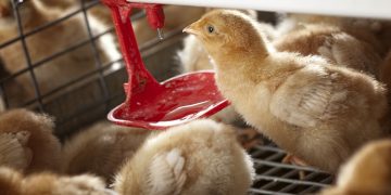 Tecno Prepares for Growth and Development with New Ownership