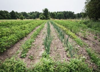 From 2% GDP Savings to 40% Water Reduction: Estonia’s Agri-Tech Impact on the GCC