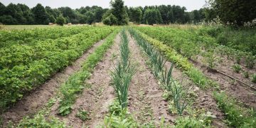 From 2% GDP Savings to 40% Water Reduction: Estonia’s Agri-Tech Impact on the GCC