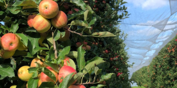 European apples remain a favourite among Middle Eastern consumers