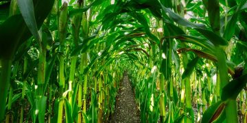 Seeding Solutions Grant Helps Develop Corn Resistant to Fungal Disease
