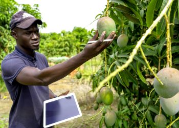 South African agribusiness optimism surges as confidence hits two-year high