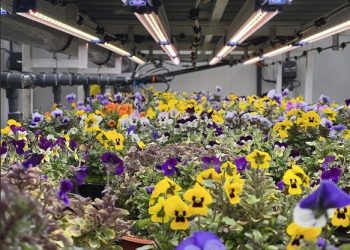 UNS Farms expands its edible flowers range offering elevated culinary experiences and health benefits