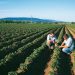 Bayer and Ecospray Reach Distribution Agreement for New Garlic-Sourced Biological Crop Protection Product
