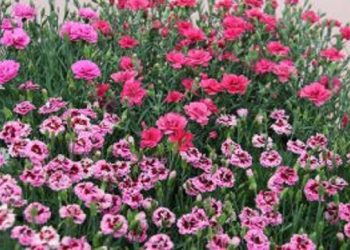 Endless Green Variety at IPM ESSEN 2025