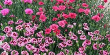 Endless Green Variety at IPM ESSEN 2025