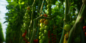 Source.ag Expands Its Partner Network, Joins Forces with Sigrow