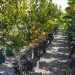 Revolutionizing Citrus Cultivation with GrowinBag™ by Growinnovate