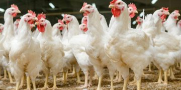 More nutrients don’t have to cost more – NOVUS at VIV Asia