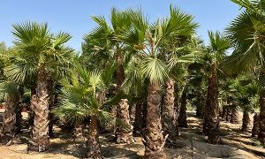 LEADERS IN AGRICULTURE RETAIL AND LANDSCAPING