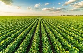 AI meets agriculture: Agmatix and BASF partner to develop Soybean Cyst Nematode detection tool