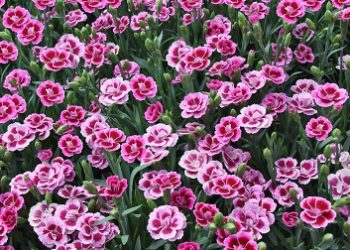 Selecta relocates URC – production to Kenya and Uganda