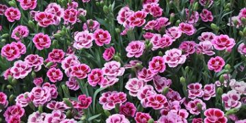 Selecta relocates URC – production to Kenya and Uganda