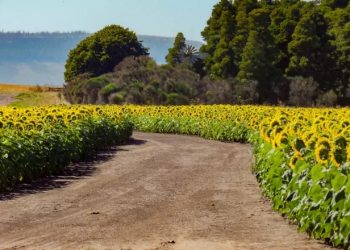 Syngenta and PepsiCo reward farmers for regenerative farming practices