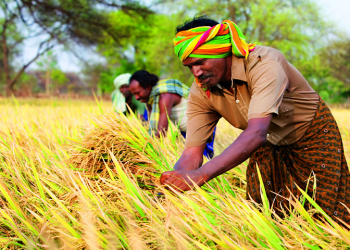 Bayer to issue first carbon credits from regenerative farming practices in India