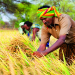 Bayer to issue first carbon credits from regenerative farming practices in India