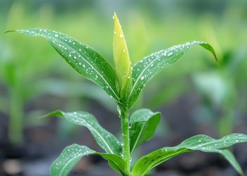 Nouryon launches Adsee® Flex 960, an advanced tank mix adjuvant for enhanced crop performance