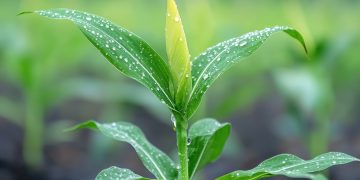 Nouryon launches Adsee® Flex 960, an advanced tank mix adjuvant for enhanced crop performance