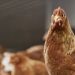 Merck Animal Health Announces the European Approval of NOBILIS MULTRIVA™ REOm for Use in Chickens