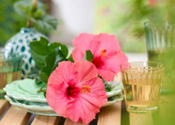 HilverdaFlorist and DIEM Breeding join forces for Hibiscus D-Tahiti®