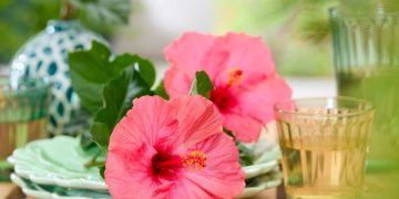 HilverdaFlorist and DIEM Breeding join forces for Hibiscus D-Tahiti®