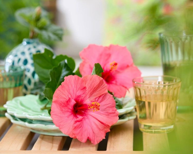 HilverdaFlorist and DIEM Breeding join forces for Hibiscus D-Tahiti®