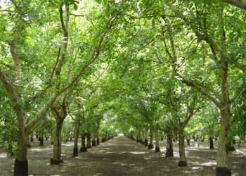 California Walnut Industry Anticipates Strong 2025 Crop Following Ideal Spring Conditions