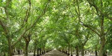 California Walnut Industry Anticipates Strong 2025 Crop Following Ideal Spring Conditions
