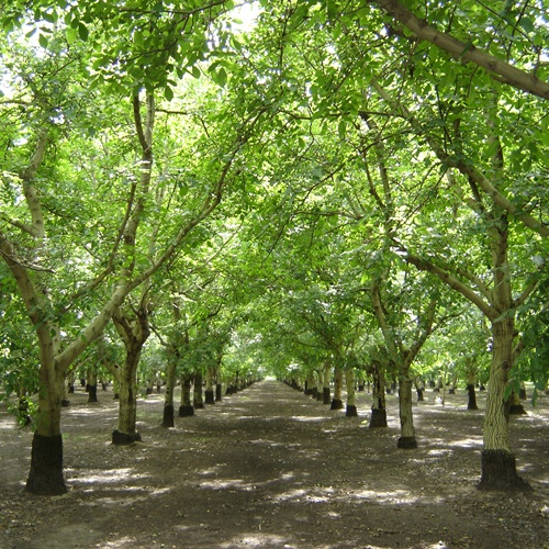 California Walnut Industry Anticipates Strong 2025 Crop Following Ideal Spring Conditions