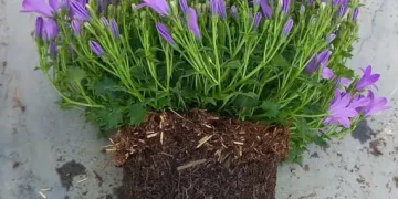 Kekkilä-BVB introduces its newest innovation reed canary grass as a circular raw material for growing media