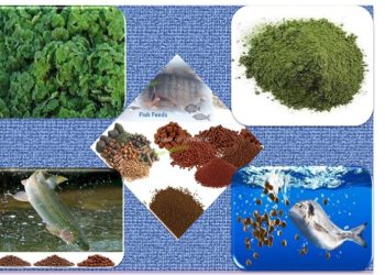 Zubair Centre Completes Feasibility Study for Azolla-Based Fish Feed Project