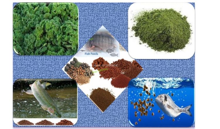 Zubair Centre Completes Feasibility Study for Azolla-Based Fish Feed Project